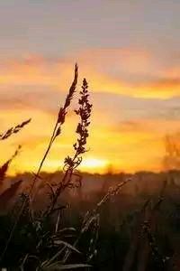 佛罗伦萨球员精彩盘带突破，助球队夺冠